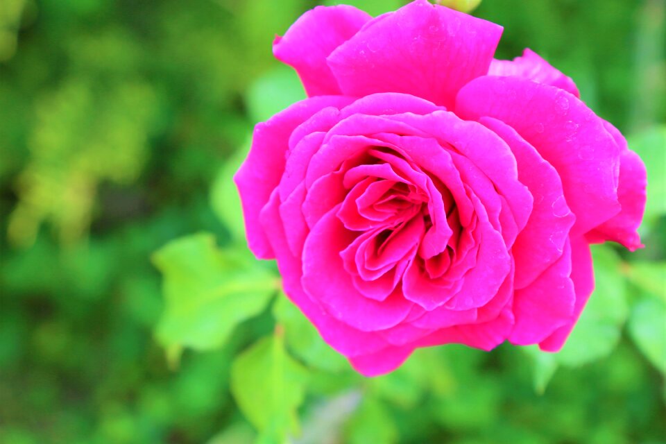 Plant spring the rose garden