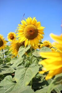 Sunflower yellow yellow flowers