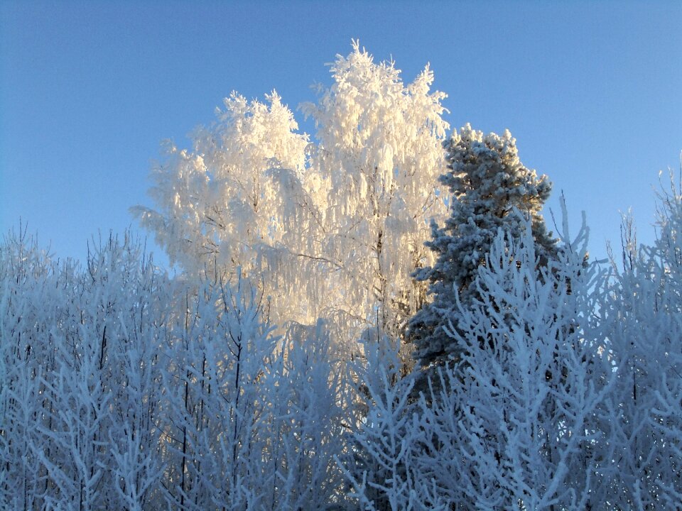 Winter's tale snow nature