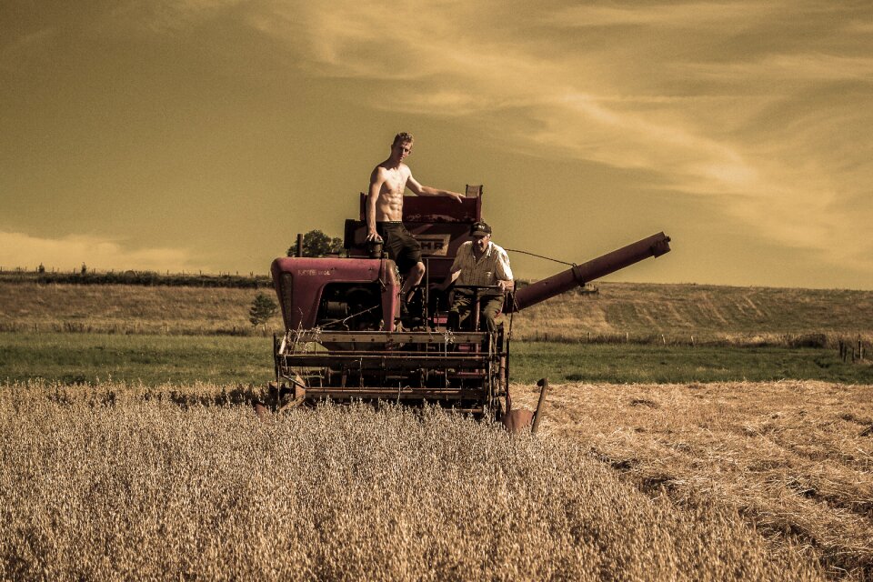 Summer field nature