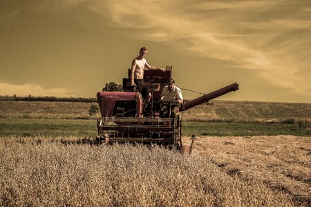 Summer field nature photo