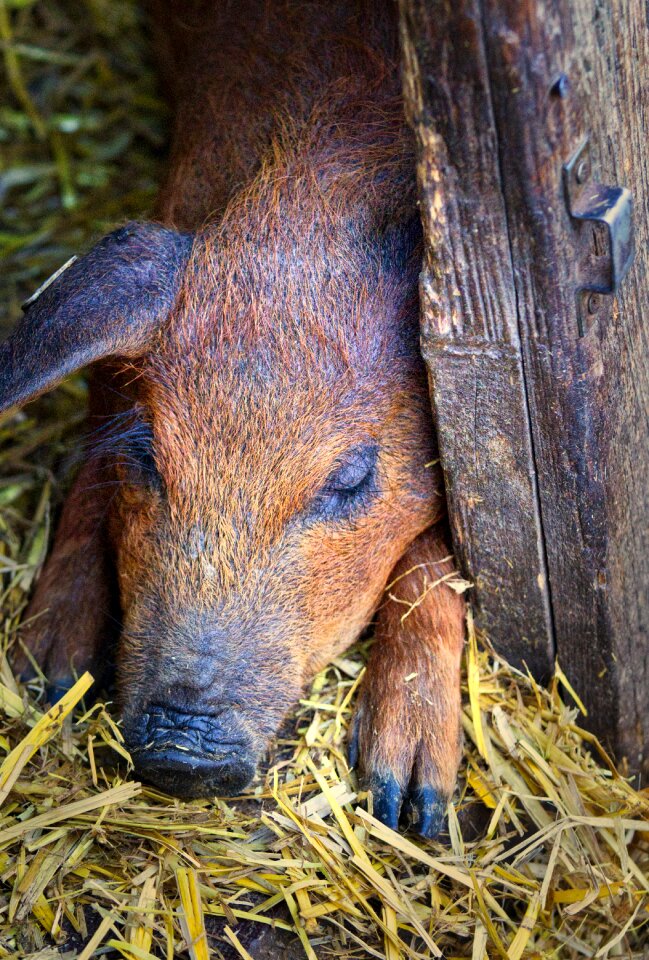 Little pig young animal agriculture