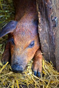 Little pig young animal agriculture photo
