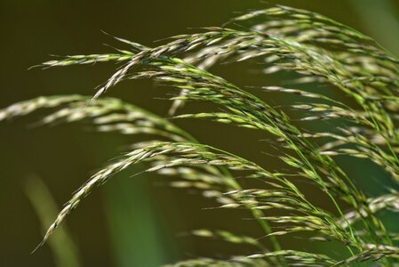 Stalk grain seed