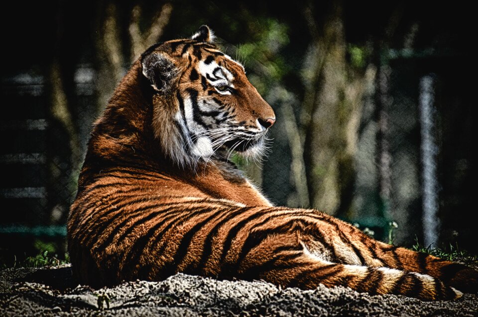 Wildcat dangerous zoo