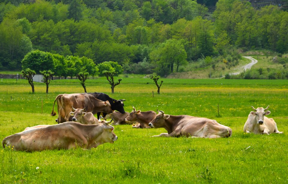 Farm cow landscape