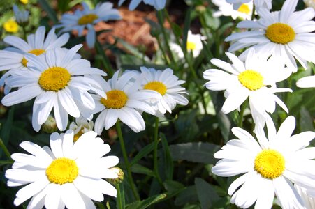 Blooming natural plant