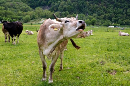 Livestock field cow