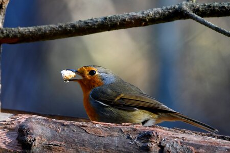 Food bird small