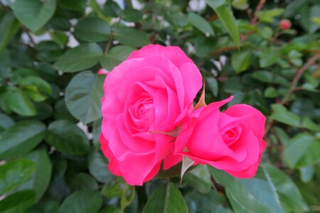 Roses rosewood garcia
