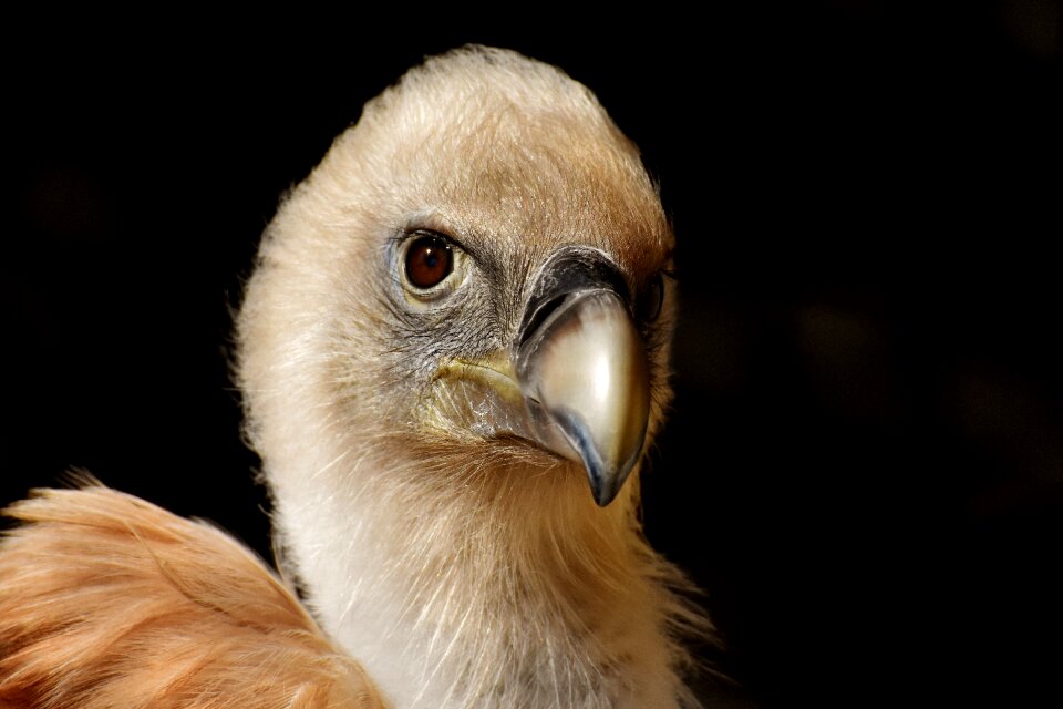 Scavengers raptor animal photo