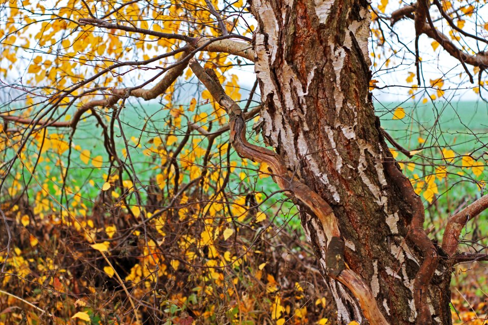 Fall foliage tree bark