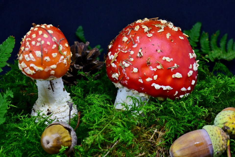 Toxic autumn nature