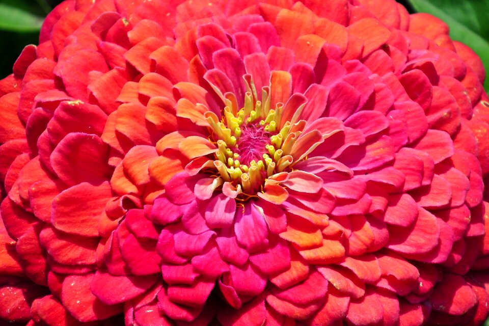 Nature macro garden