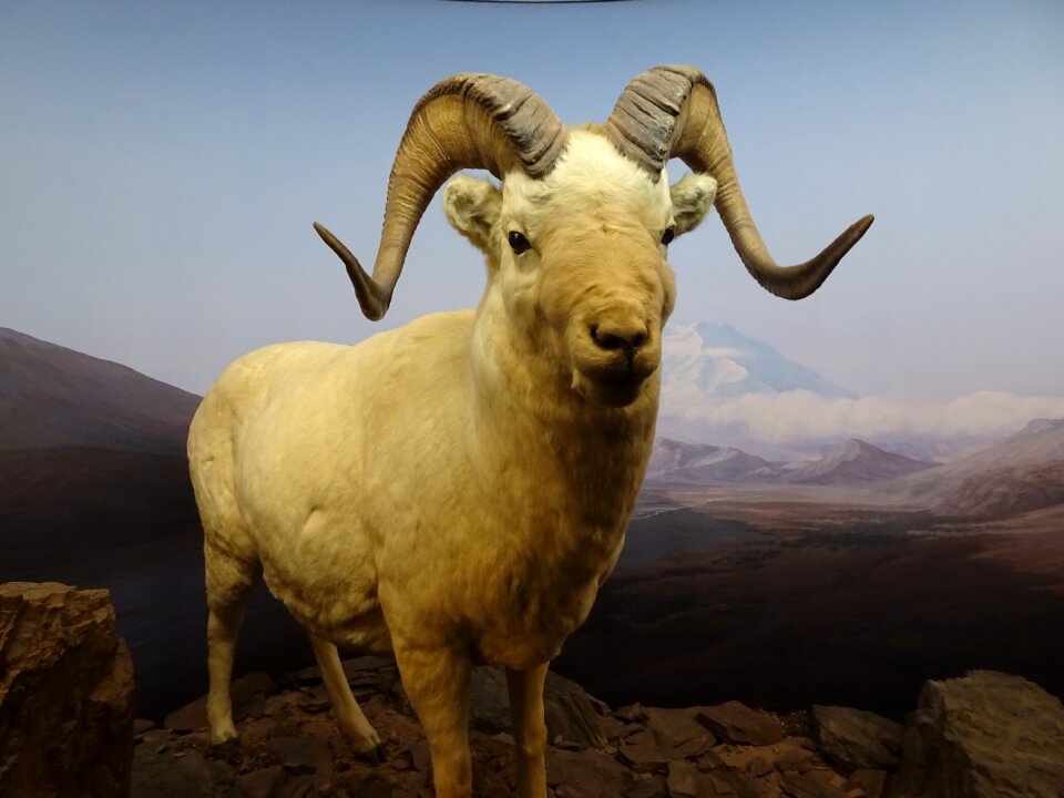 Wild portrait horns