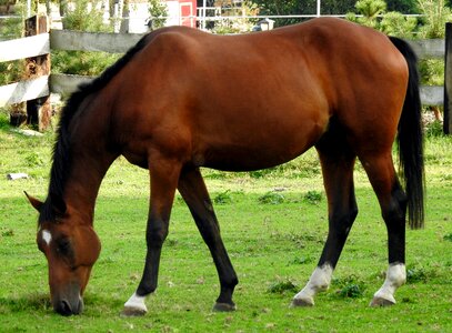 Mammal horses mare photo