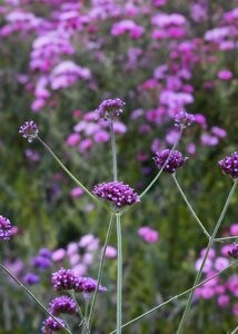 Purple blossom bloom