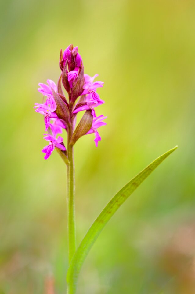 Orchid blossom bloom photo