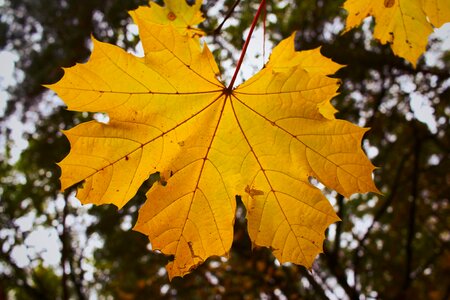 Autumn autumn leaf dry photo