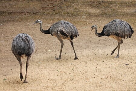 Bird big bird animal