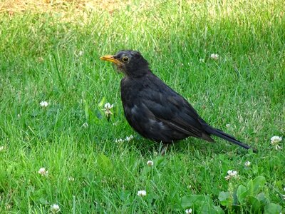 Ornithology beak bird photo