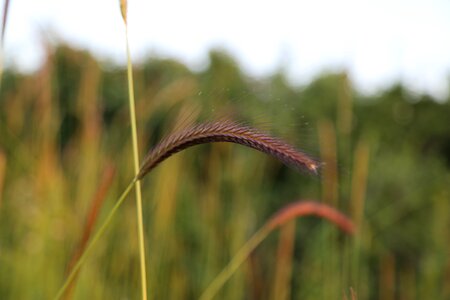 Chan nature land photo