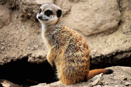 Mammal zoo curious