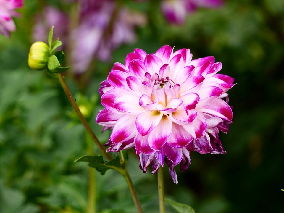 Plant bloom garden