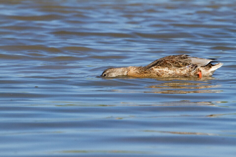 Nature bird water
