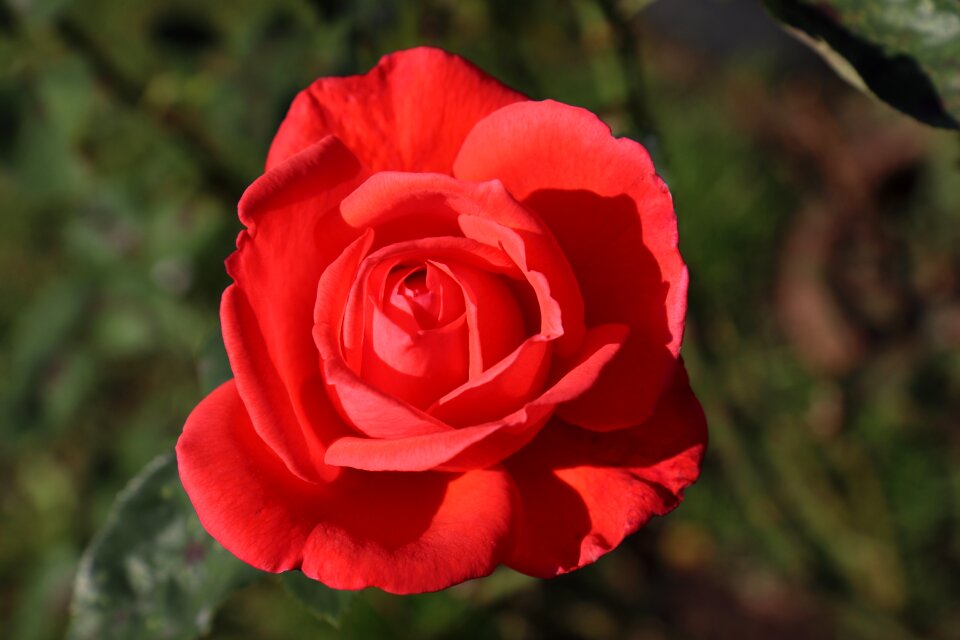 Nature plant petal photo