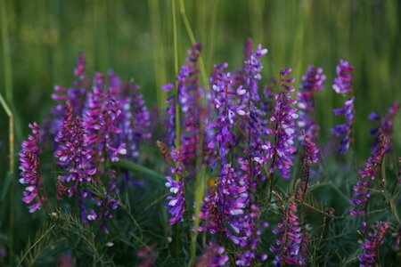 Spring spring flowers flower