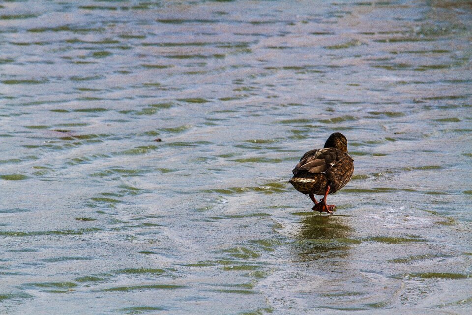 Nature bird ice