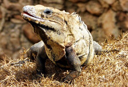Reptile wild iguana photo
