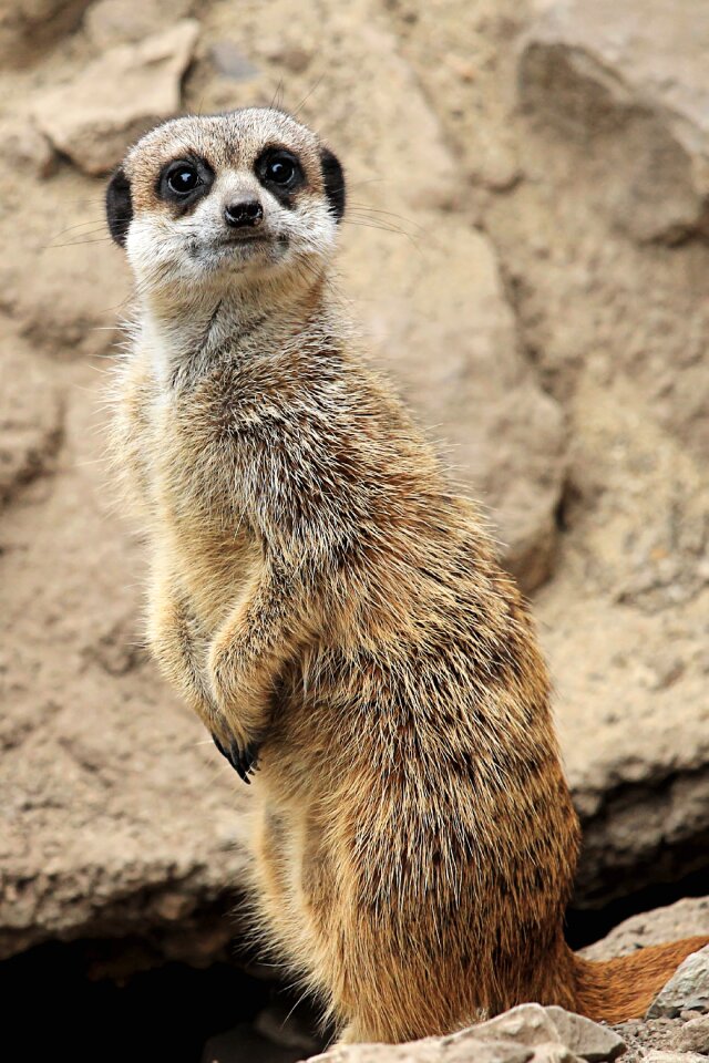 Mammal zoo curious