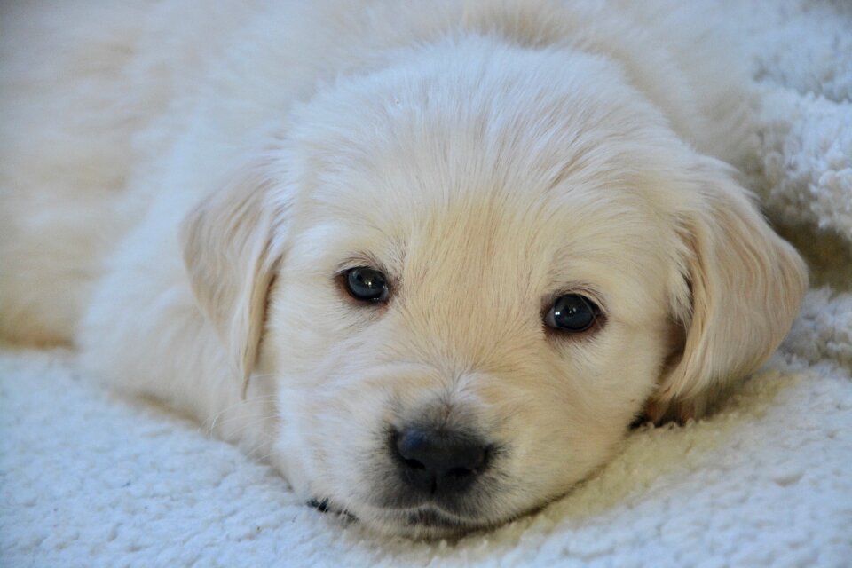 Golden retriever animal companion