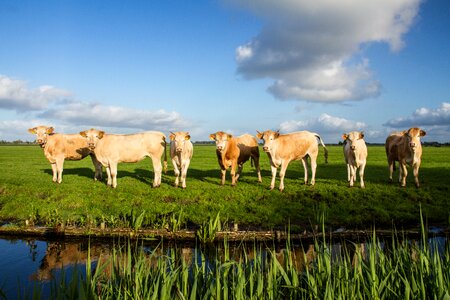 Mirror pasture meadow