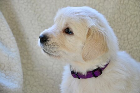 Portrait dog profile golden retriever animal photo