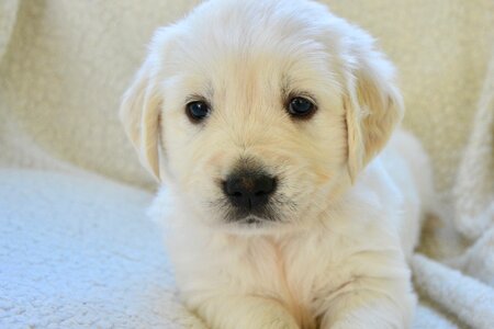 Golden retriever animal companion photo