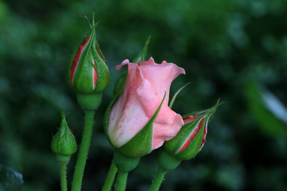 Nature flowers fresh medium