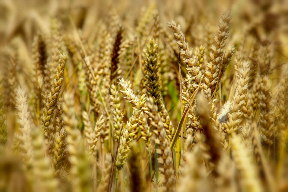 Summer agriculture nature