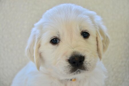 Golden retriever animal companion