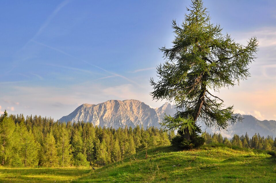 Mountain world tree evening light