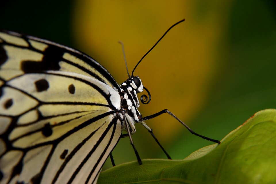 Insect nature wings