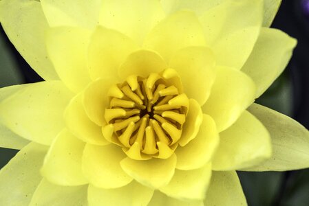 Core pollen petals