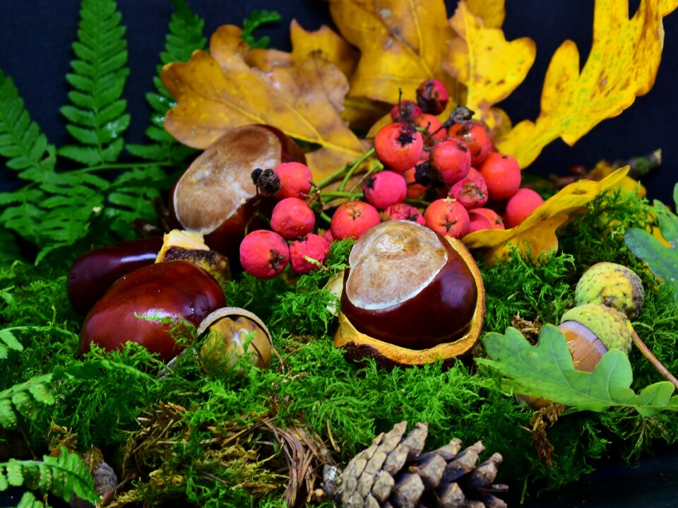 Berries nature autumn