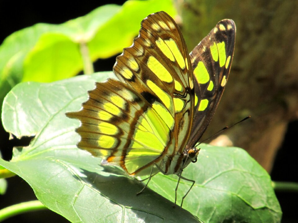 Insect nature wings