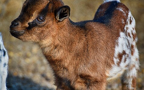 Romp cute small
