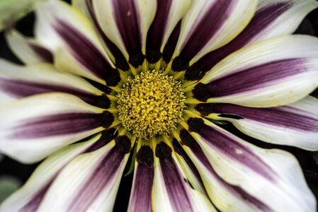 White core pollen