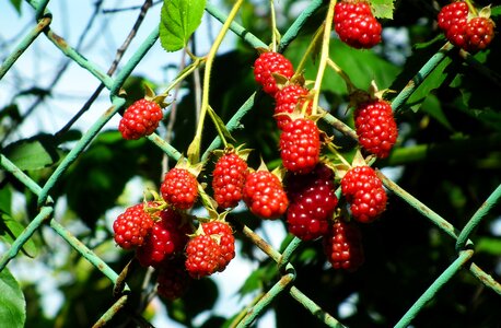 Garden nature foliage