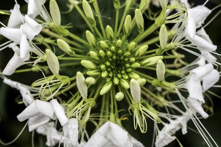 Core nature plant